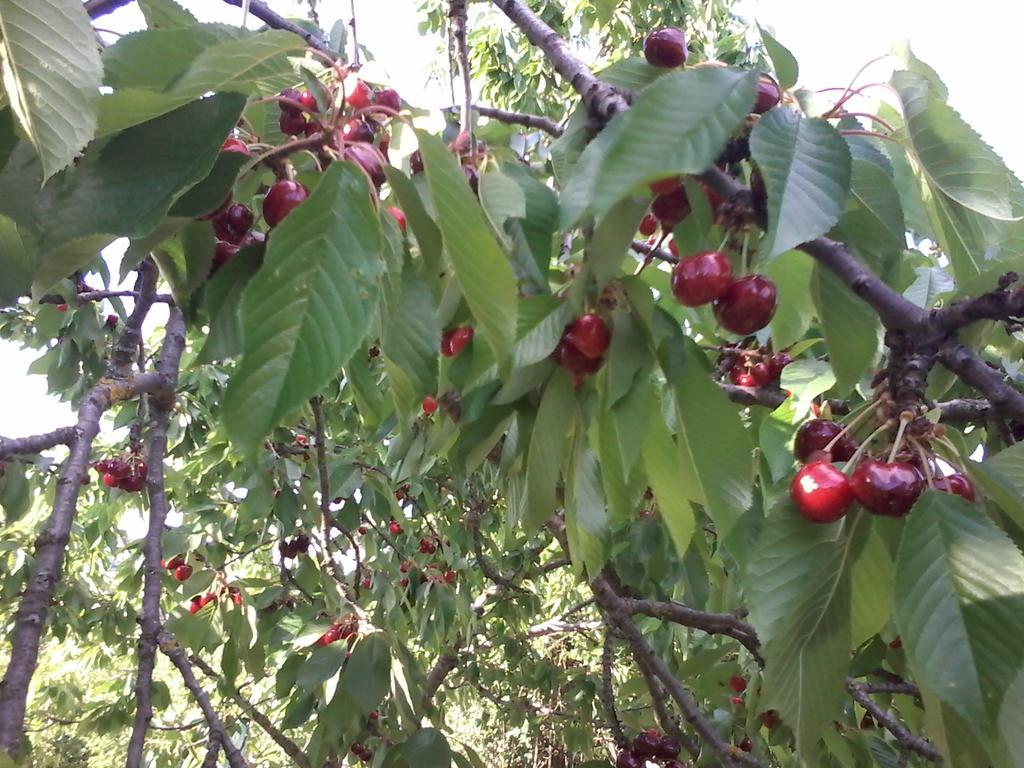 Seggiano Giardino Di Potentino מראה חיצוני תמונה